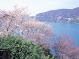 神子山桜